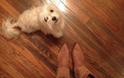 Solved! The Best Flooring for Dogs